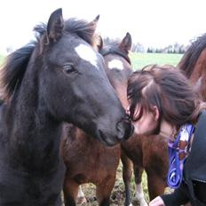 New Forest Flintdales Raider