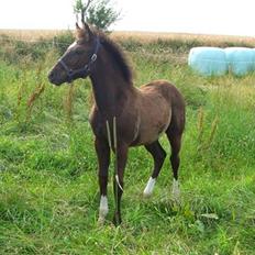 New Forest Flintdales Raider