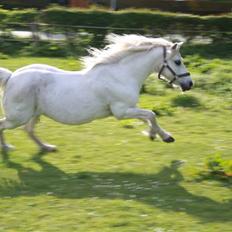 Welsh Pony (sec B) Fiona - R.I.P.