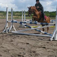 Hollandsk Sportspony Carina *70% arabisk blod*