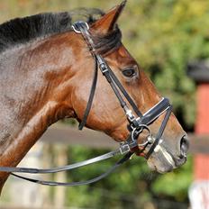 Hollandsk Sportspony Lukas | Superponyen