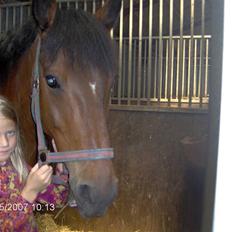 Hollandsk Sportspony Lukas | Superponyen