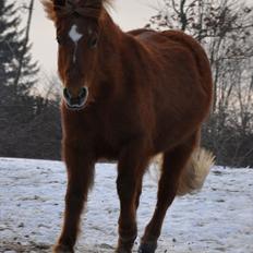 Islænder Tritla fra Duedahl<3