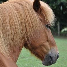 Islænder Tritla fra Duedahl<3