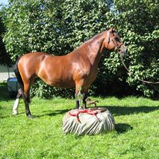 Welsh Cob (sec D) Becky Brown