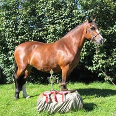 Welsh Cob (sec D) Becky Brown