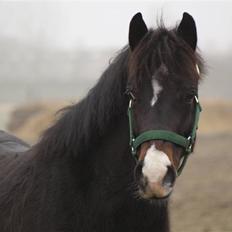 Tysk Sportspony Kirz Kaninpil Kærlund