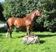 Welsh Cob (sec D) Becky Brown