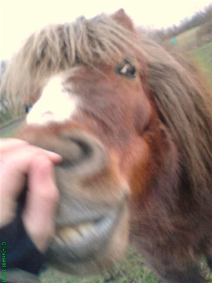 Anden særlig race Kasper (plejehest) billede 8