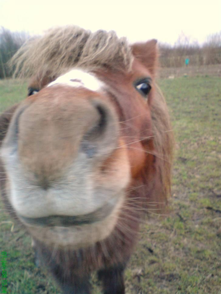 Anden særlig race Kasper (plejehest) billede 9