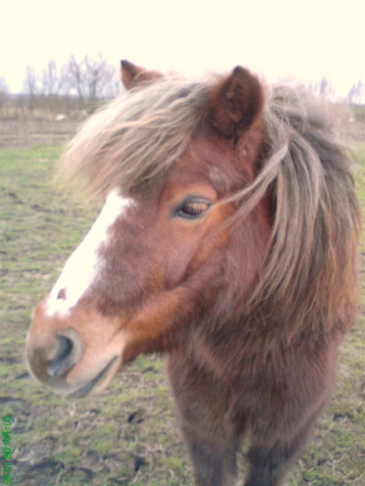 Anden særlig race Kasper (plejehest) billede 10
