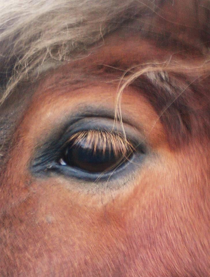 Anden særlig race Kasper (plejehest) billede 11