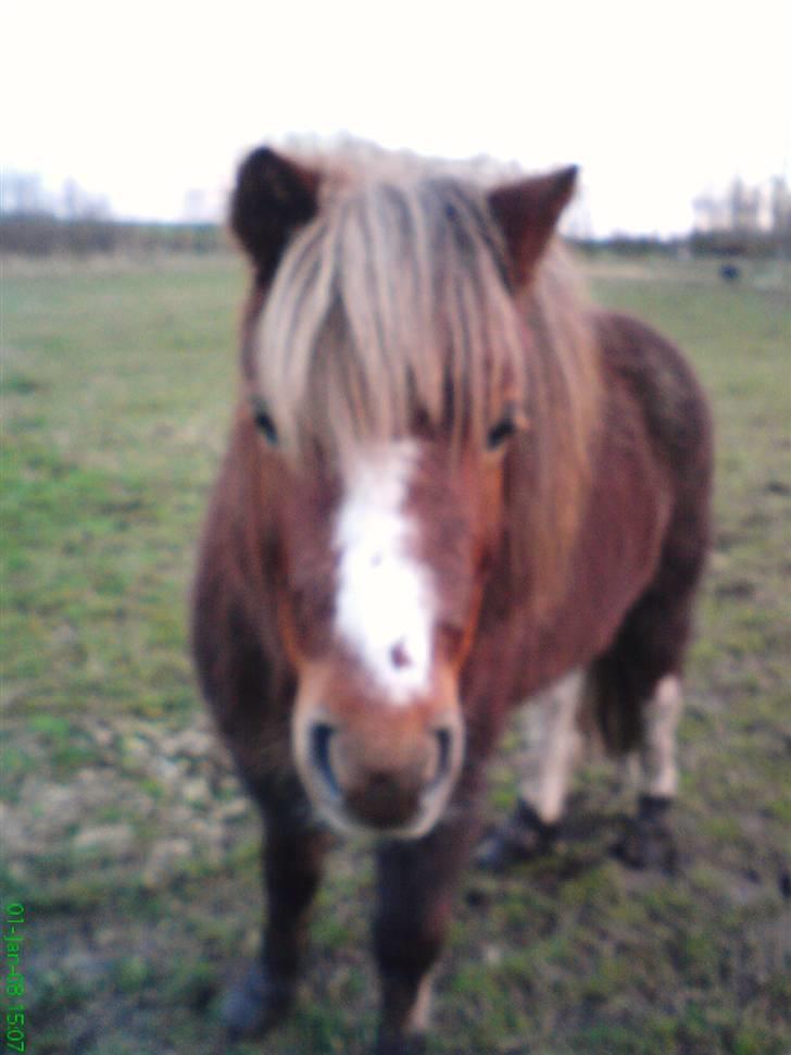 Anden særlig race Kasper (plejehest) billede 12