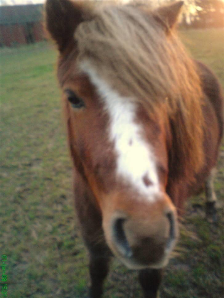 Anden særlig race Kasper (plejehest) billede 13