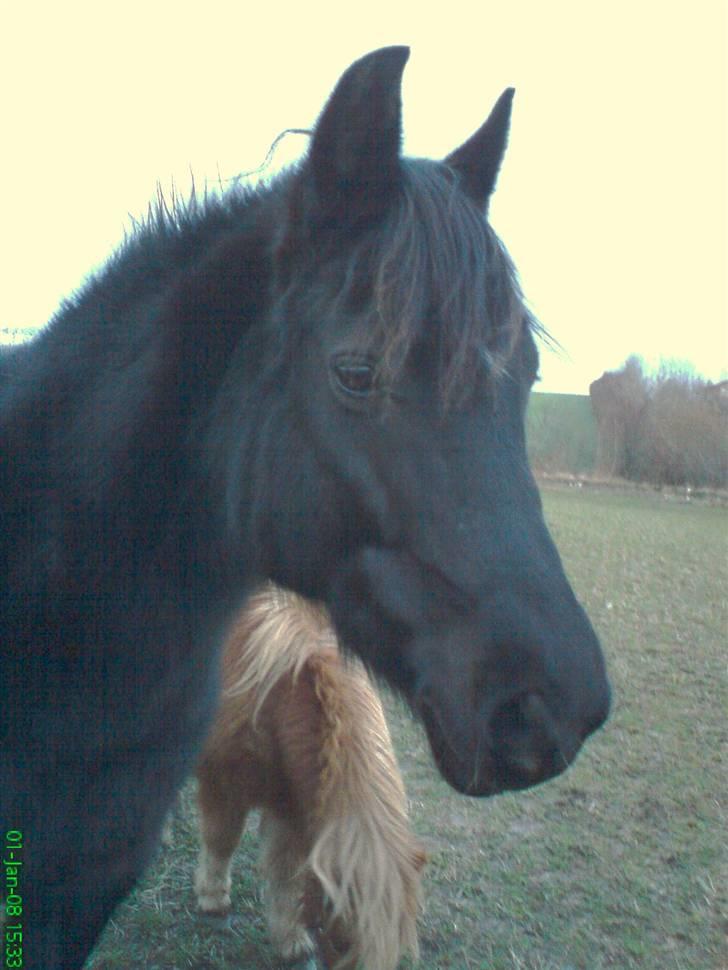 New Forest Lotte billede 18