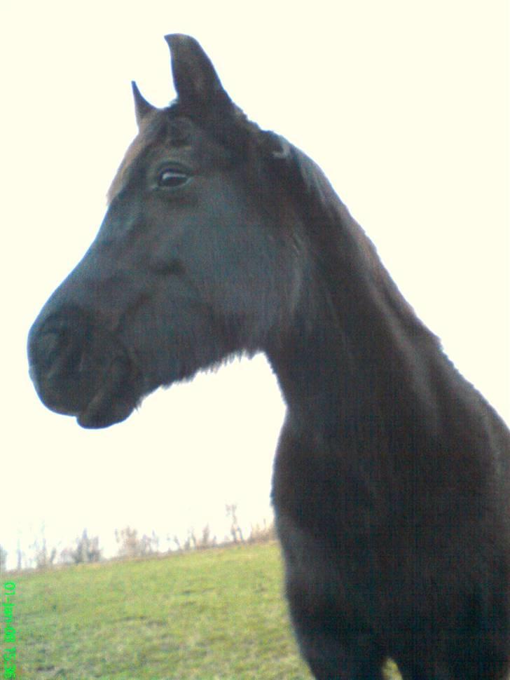 New Forest Lotte billede 19