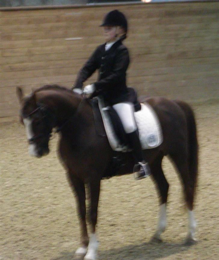 DSP Møgelholts Jambo SOLGT - SMUKKE PONY!!  billede 11