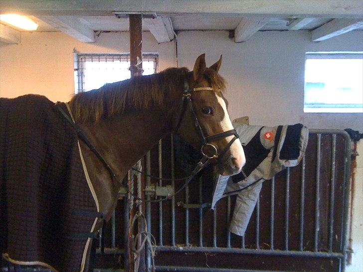 DSP Møgelholts Jambo SOLGT billede 12