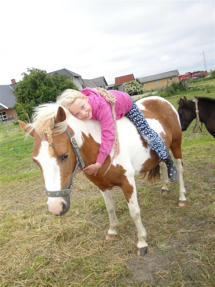 Pinto l »Lucky Punch« - Lucky og Agnes hygger på folden :D billede 13