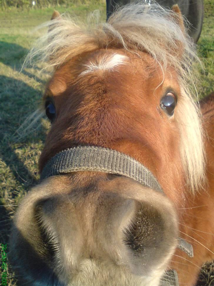 Shetlænder Stella billede 3