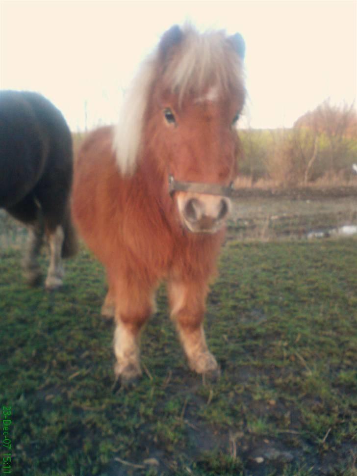Shetlænder Stella billede 4