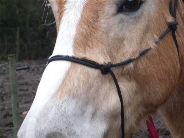 Haflinger Humle billede 14