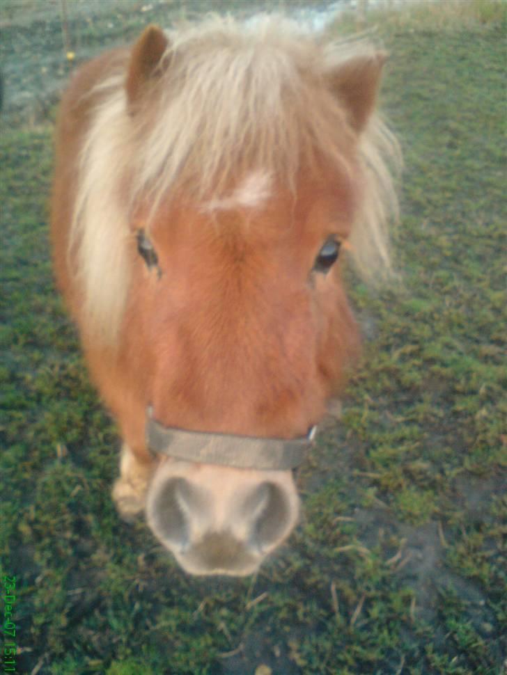 Shetlænder Stella billede 5