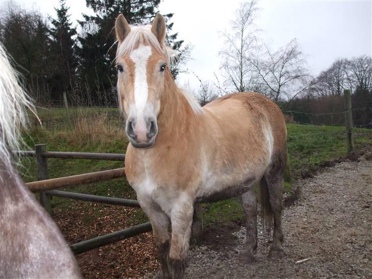 Haflinger Humle billede 15