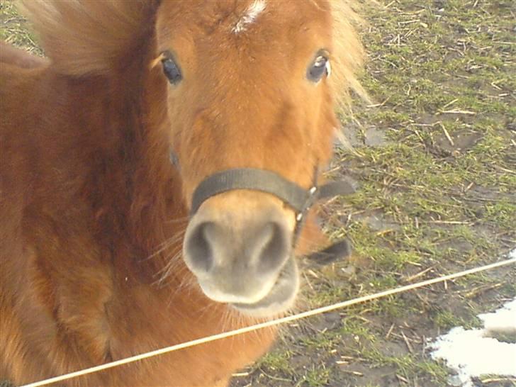 Shetlænder Stella billede 7