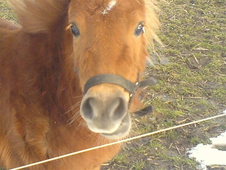 Shetlænder Stella billede 7