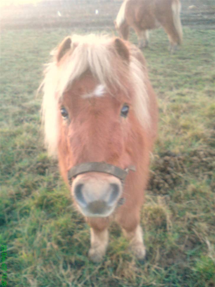 Shetlænder Stella billede 9