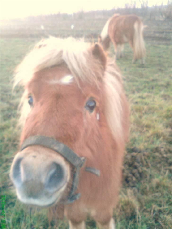 Shetlænder Stella billede 11