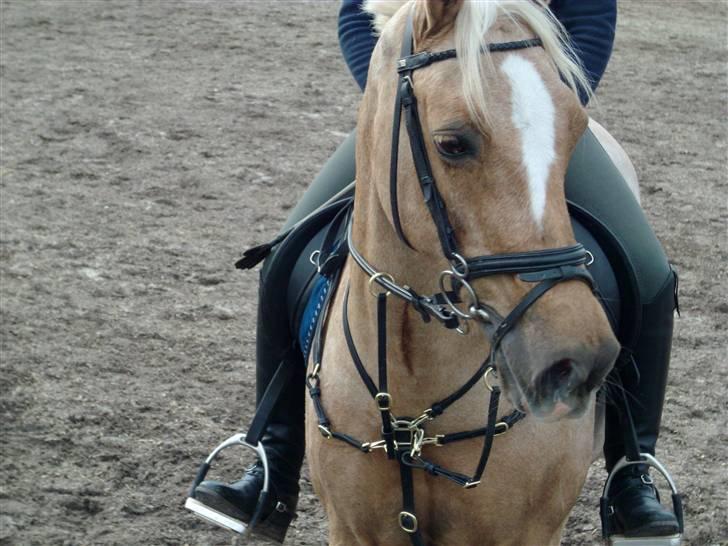 Welsh Cob (sec D) Lesto Vivi  - vivi <3 billede 1