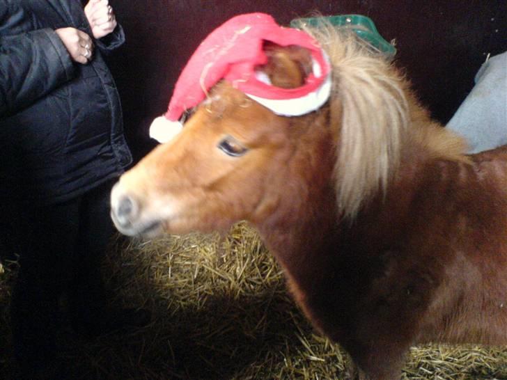 Shetlænder Stella billede 12