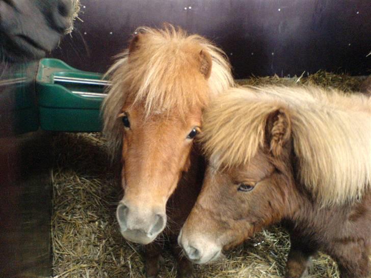 Shetlænder Stella billede 13