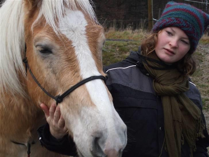 Haflinger Humle billede 16