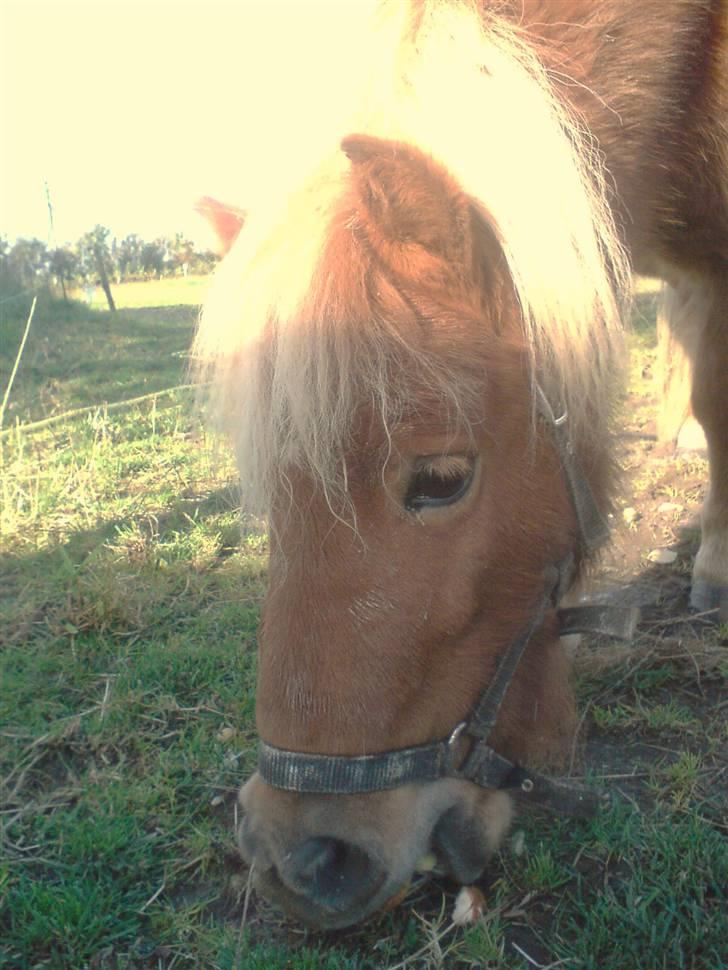 Shetlænder Stella billede 14