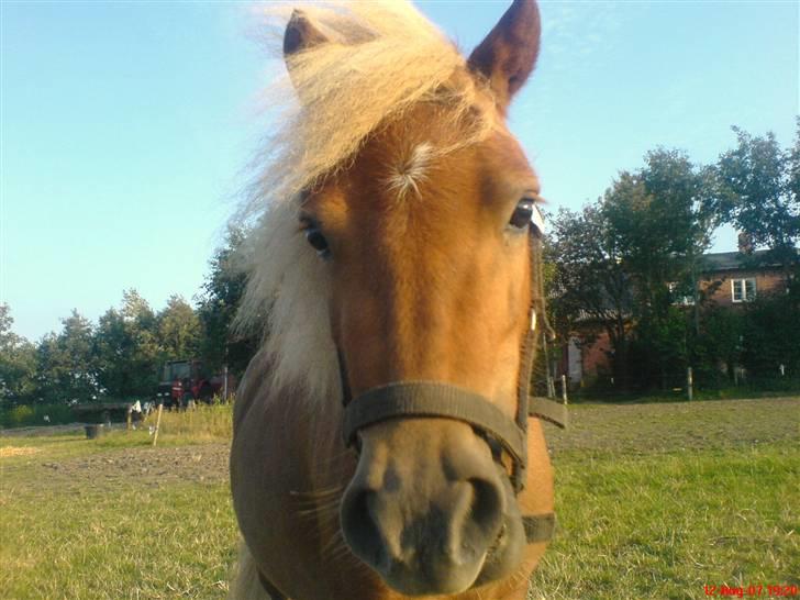 Shetlænder Stella billede 15