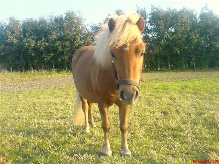 Shetlænder Stella billede 16