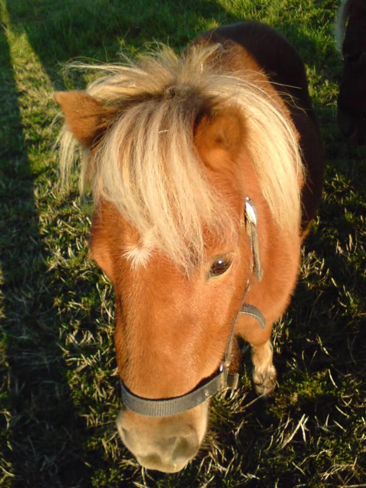 Shetlænder Stella billede 18