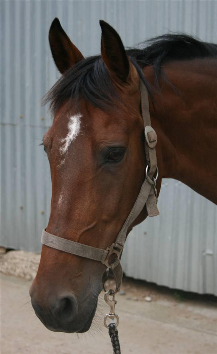 Hollandsk Sportspony Patty  RIP - 4# vi stener lige lidt..   Fotograf; ©KSL/Katrine billede 4