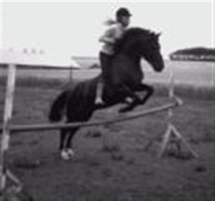 Anden særlig race Spunk(solgt) - jeg kan uden hovedtøj.  billede 9