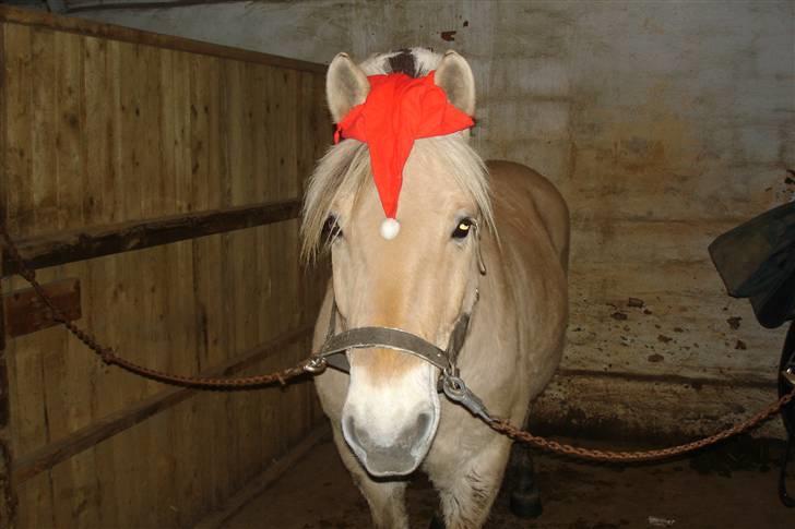 Fjordhest Attilla - Velkommen til min profil. Det er så mig med nissehue. Er jeg ikke bare fin?? (: billede 1