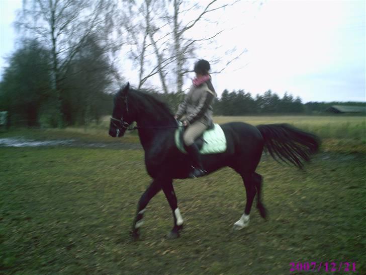 Anden særlig race Lightning R.I.P :'( - Han er lige oppe og køre der, så derfor ligner det han har underhals - 1/1 2008 billede 14
