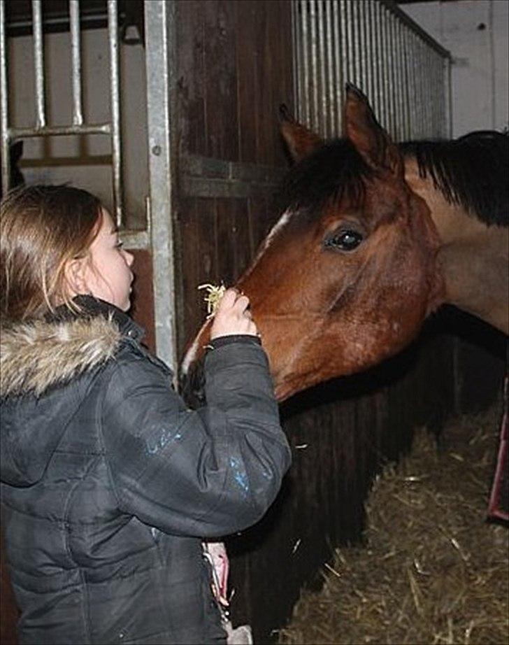 Arabisk fuldblod (OX) - Rocky Mountain  - Nye ejers part hygger med Rocky (:  billede 6