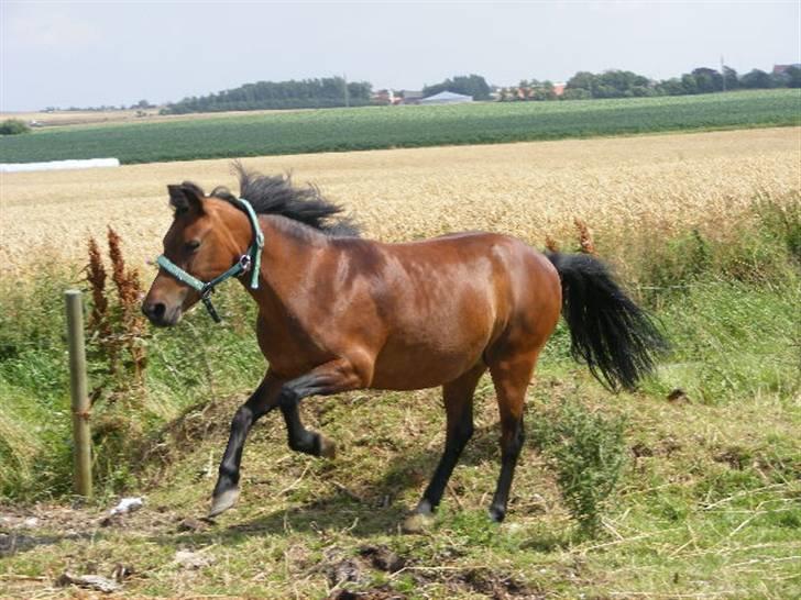 Dartmoor Disgo ronda billede 10