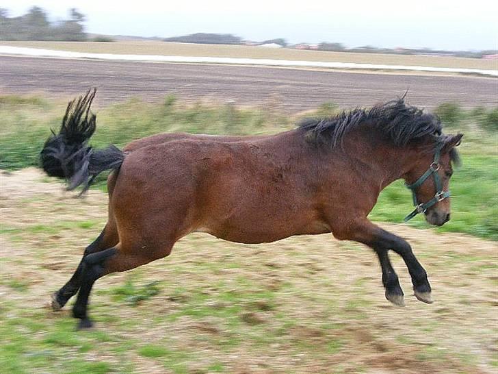 Dartmoor Disgo ronda - Fuld af energi! billede 11