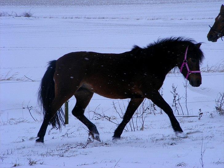 Dartmoor Disgo ronda - 17 Februar 2011 billede 5
