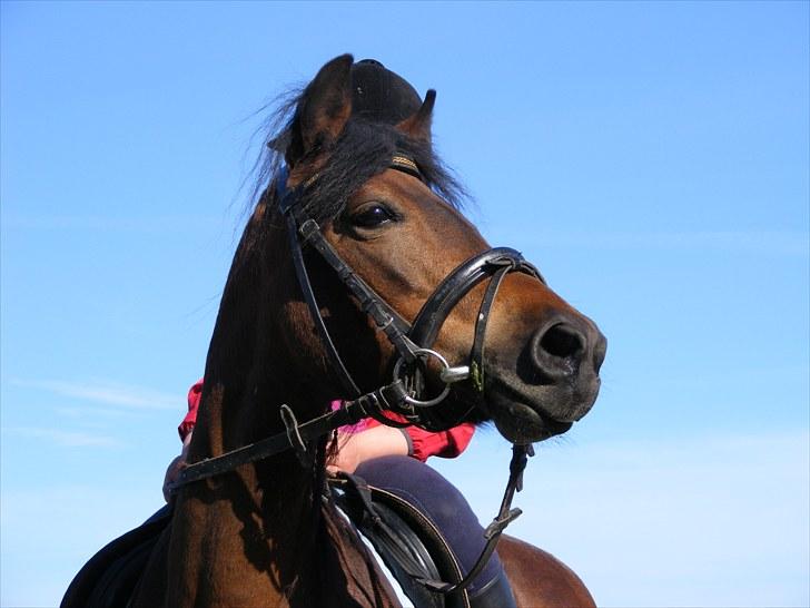 Dartmoor Disgo ronda - 5 Juni 2010 billede 8