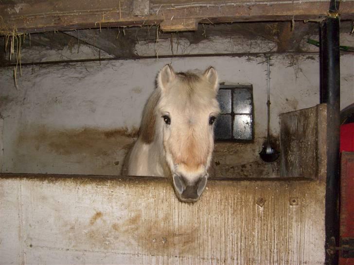 Fjordhest Musse :) *R.I.P* <3 billede 12